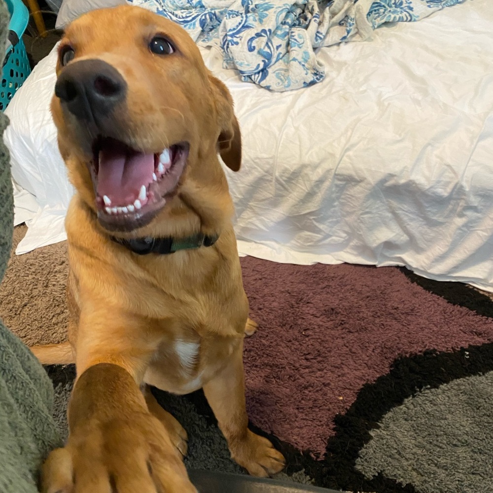 Meet your Posher, Carson